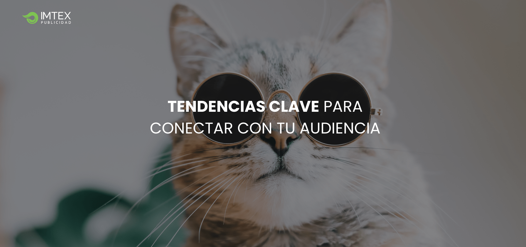 Tendencias Clave Para Conectar Con Tu Audiencia Imtex Publicidad